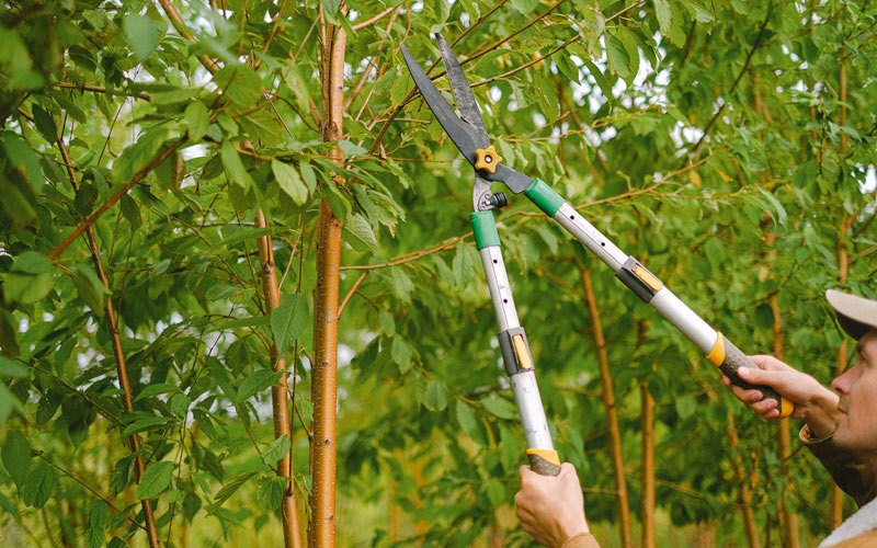 Tree trimming in Hayesville, OH